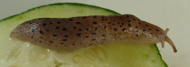 Limax cf. graecus da Otranto (LE)